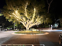 Hastings Street Light Tree in Noosa Heads QLD, Australia