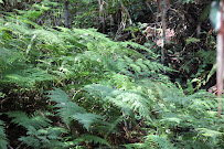 Eumundi Conservation Park Seib Road gate in Verrierdale QLD, Australia