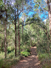 Eumundi Conservation Park in Verrierdale QLD, Australia