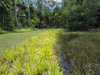 Harry Spring Conservation Park in Tewantin QLD, Australia