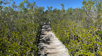 Weyba Mangrove Boardwalk in Noosaville QLD, Australia